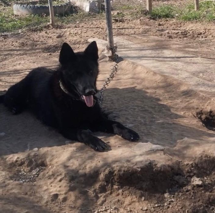 Немецкая овчарка