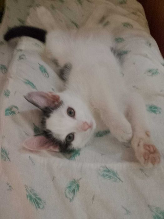 Котенок в добрые руки