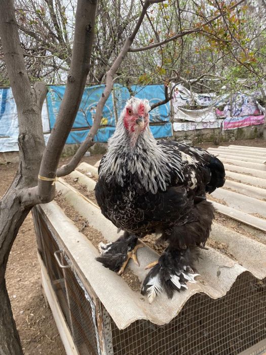 Кораздар сатылады