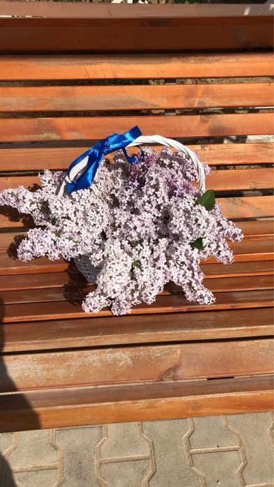 Продаю сирень душистая