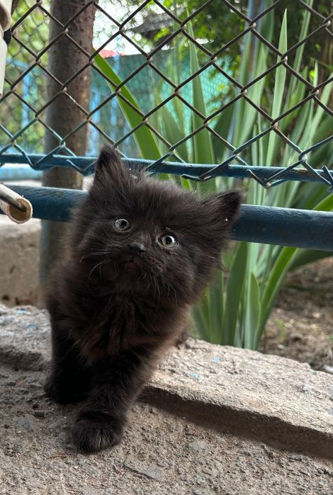 Отдам котят в хорошие руки!
