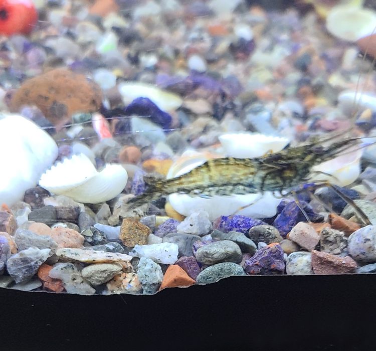 Аквариум,рыбки,криветки