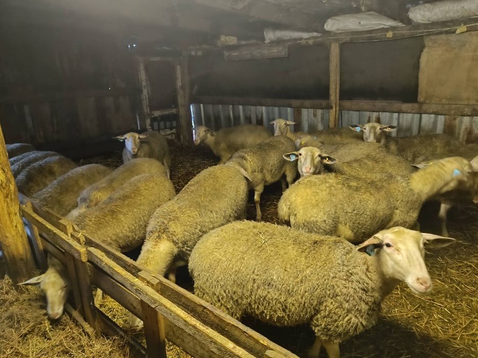 Oi lacaune cu pedigree pt pretentiosi !