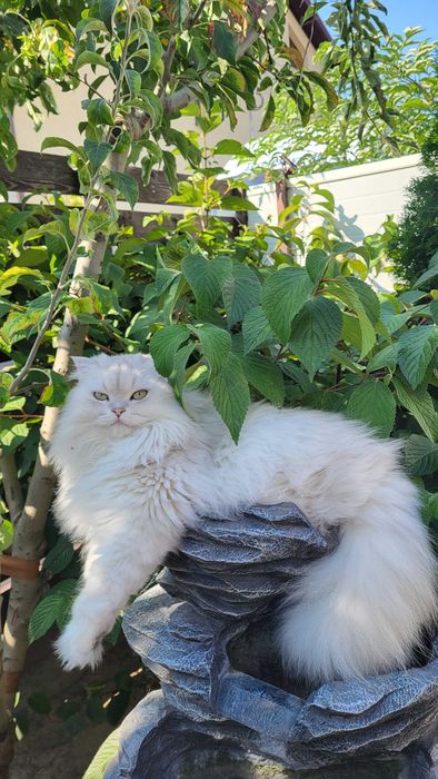 Baiat SUPERB  Scottish fold cu pedigree wcf