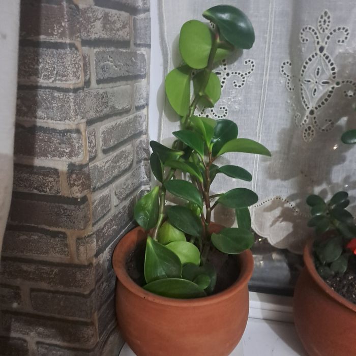 Комнатный цветок продам