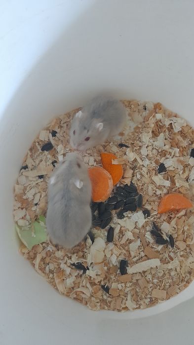 Хомячков джунгарских