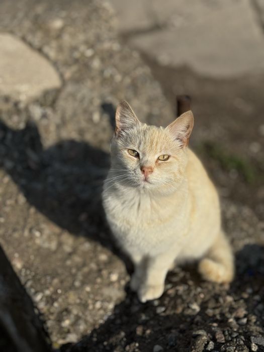 Ищем дом для котиков