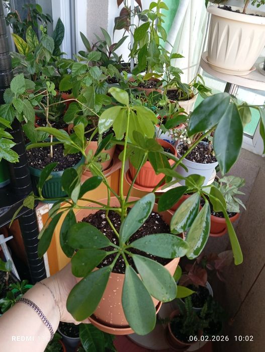 Продам цветы комнатные