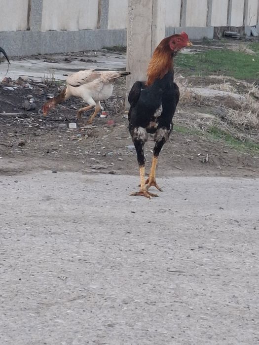 Дакан шөжелер сатылады