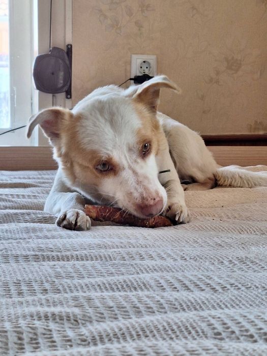 Подарява се кученце Съни