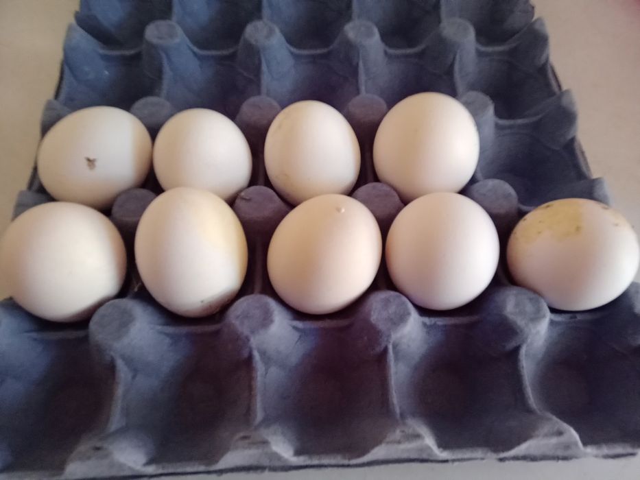 Ouă ptr incubat de găini italiene.