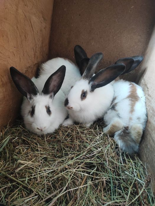 Vând iepuri Fluture German