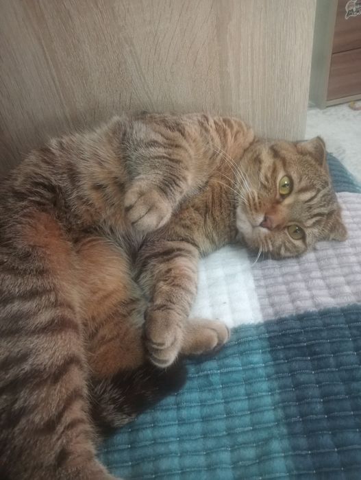 Отдам в добрые руки кота мальчика.