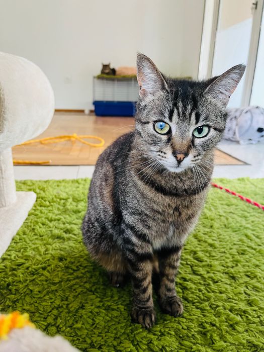 Котета за осиновяване