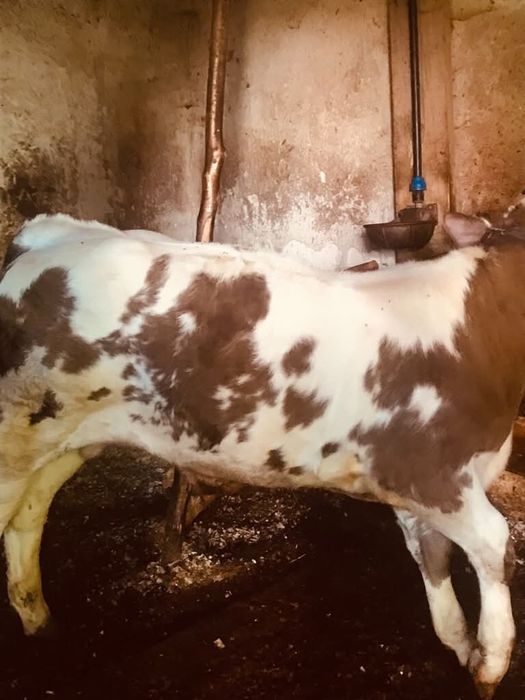 Vând bou belgian si junincă