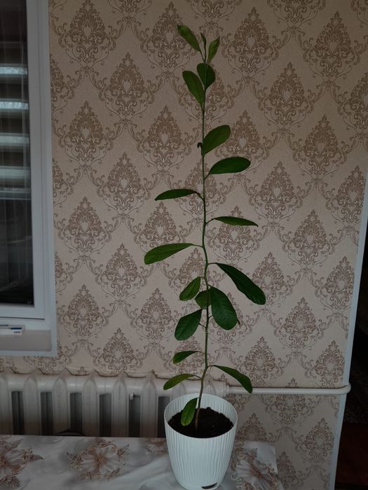 Продается комнатное растение