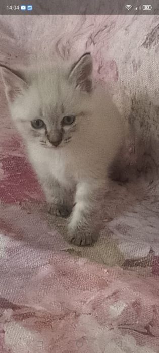 Отдам в хорошие руки голубоглазых котят. Мальчики. Кушают всё.