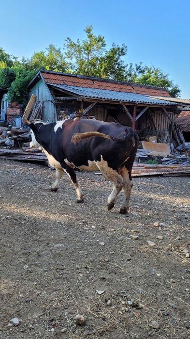 Vaca holstein tanara gestanta
