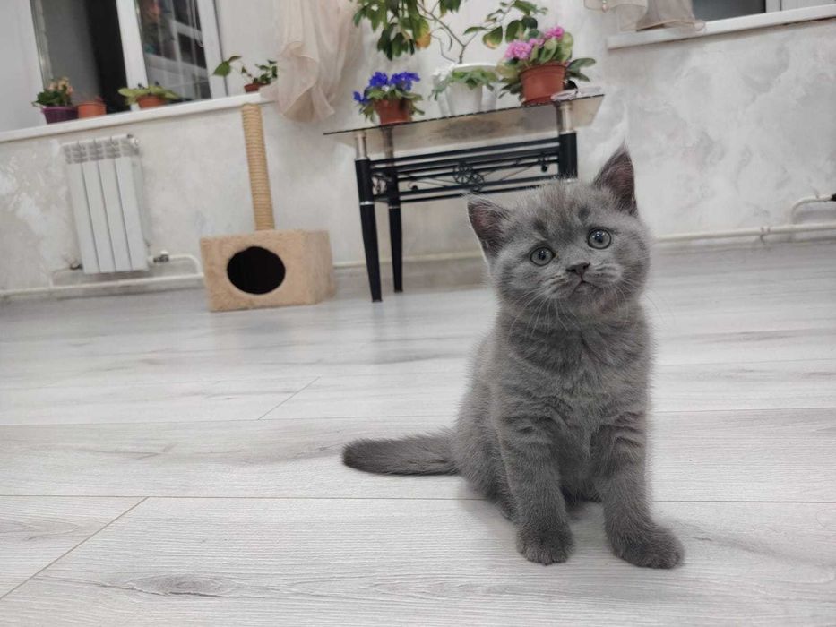 Продаются котята