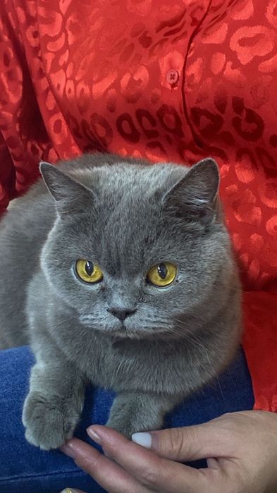 Отдадим исключительно в добрые руки