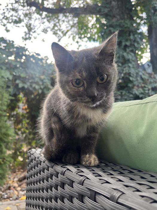 Отдам котенка девочку в добрые руки