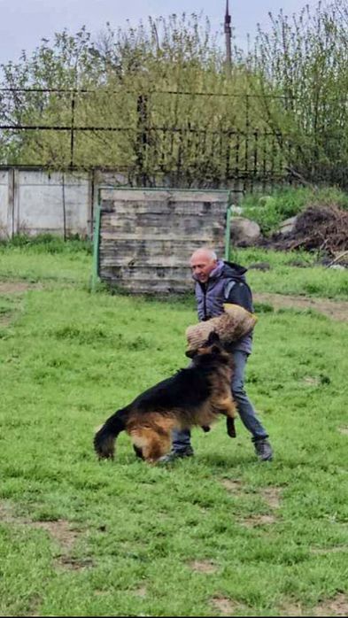 Ищем Невестку. Длинношёрстный кобель Немецкой овчарки