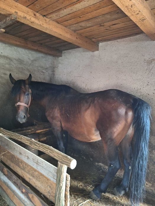 De vânzare Iapă cu Mânz
