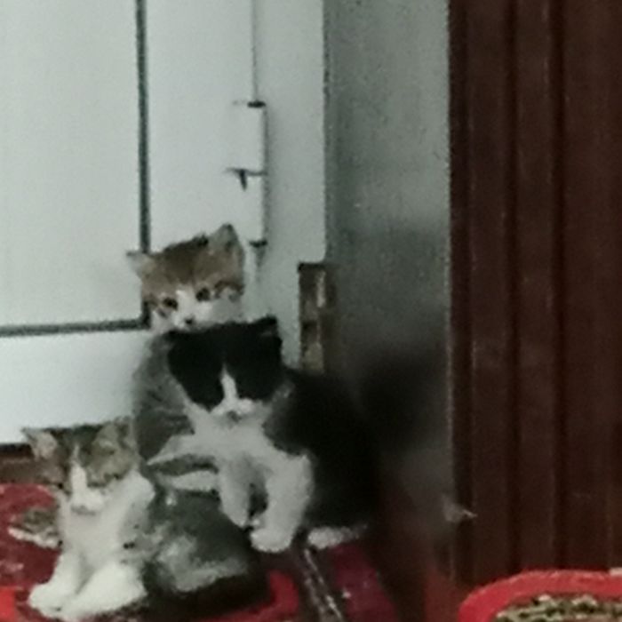 Mushuk bolalari hadya