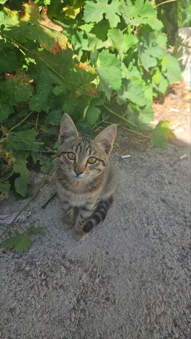 котята 3 месячные