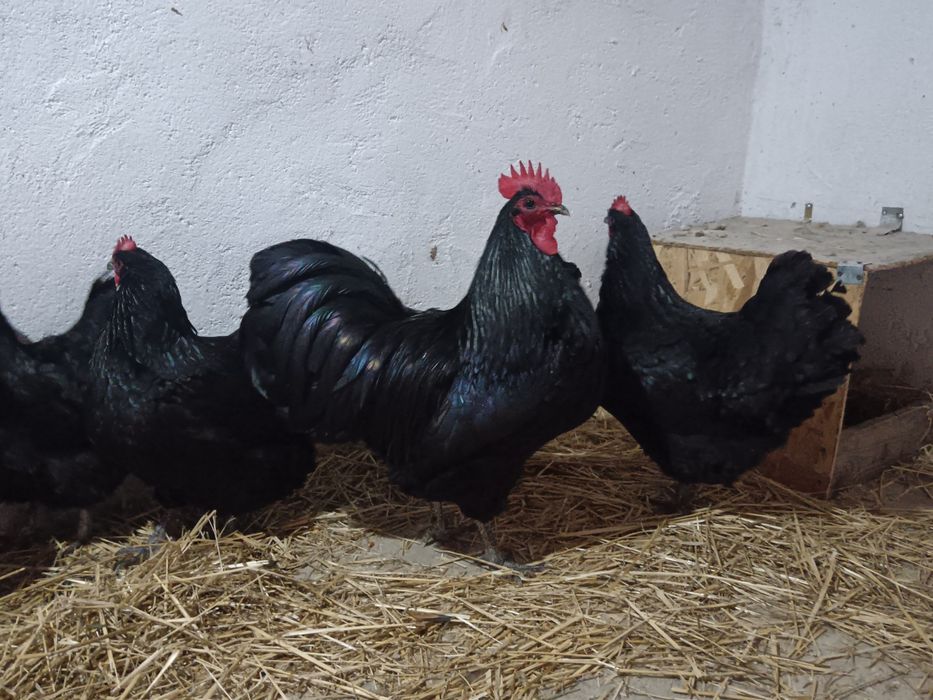 Oua găini australorp