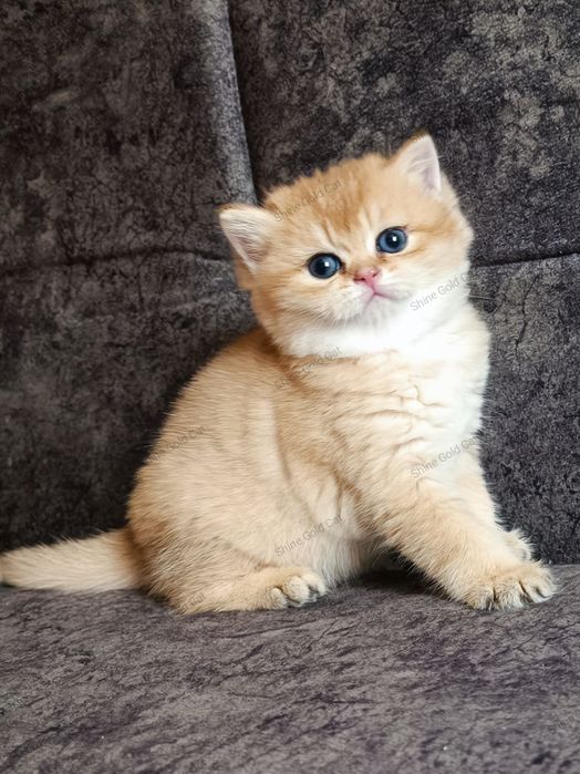 Британские Золотые Шиншиллы