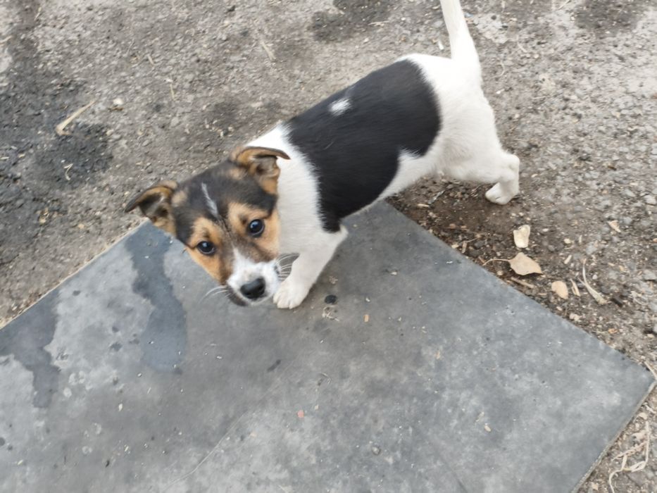 Отдам щенка девочка