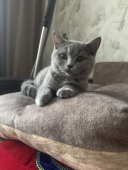 Кот британской породы