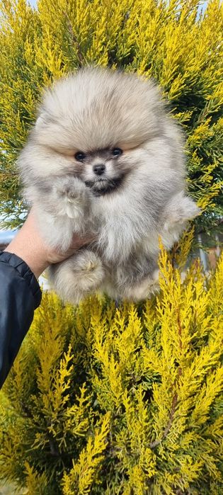 Померан померанче