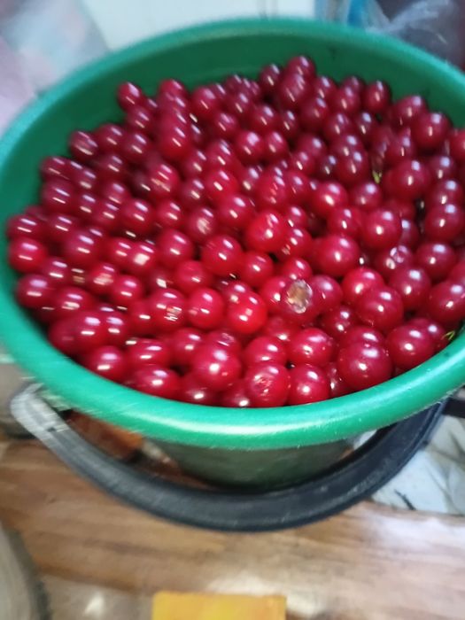 Продам  вишню  недорого