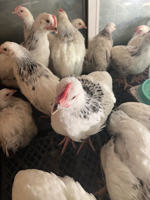 Адлерская серебристая Петушки