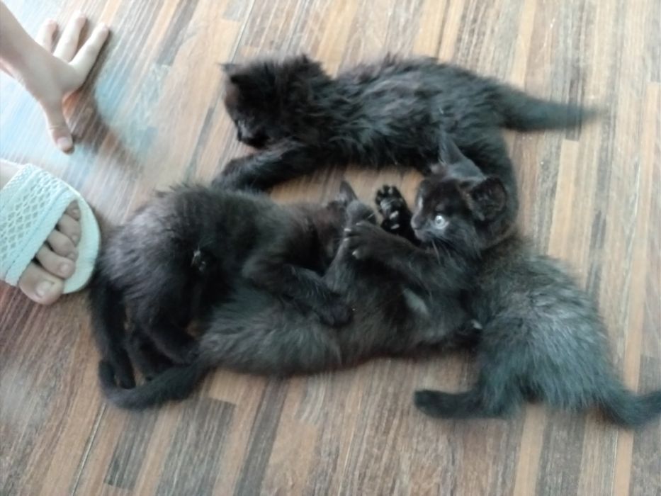 Котята в добрые руки