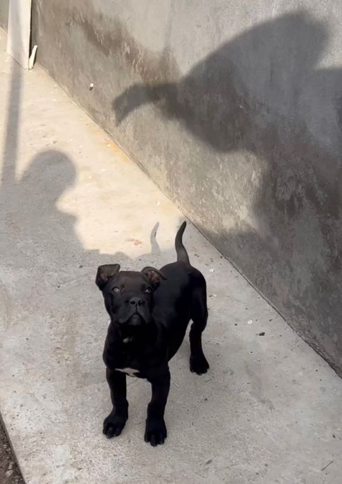 Продаётся шинок кане корсо