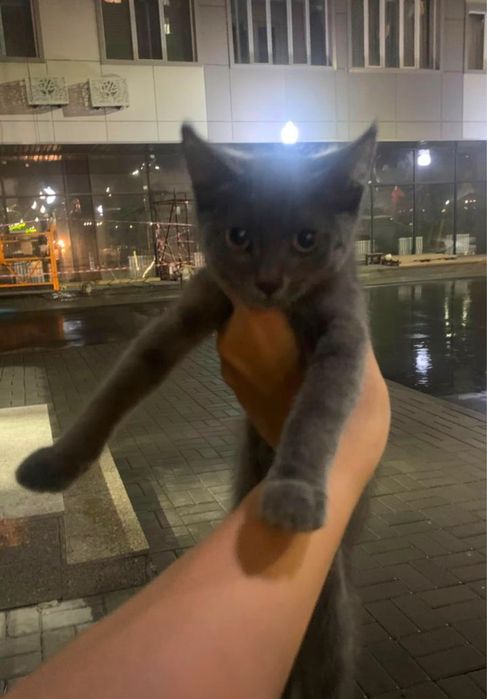 отдам котенка в добрые руки!