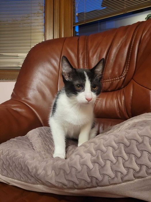 Adoptie motanel cuminte crescut in casa- 4 luni  - VACCINAT DEPARAZITAT