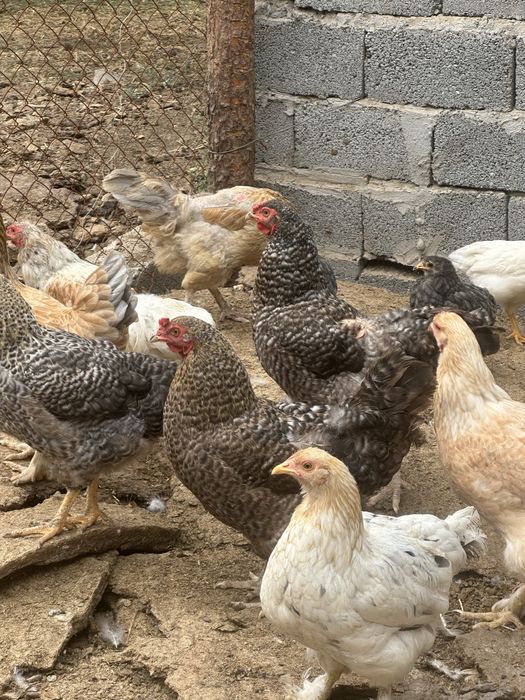 Продам домашних кур-несушек,