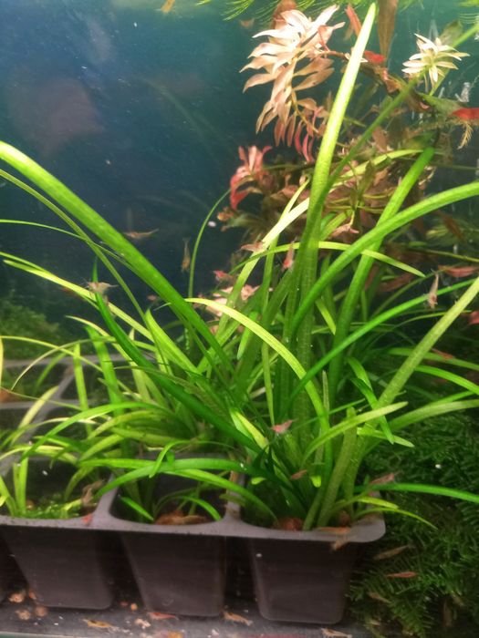 Аквариумные растения