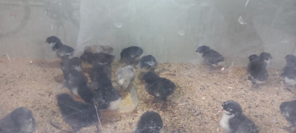 Жужалар сотилади