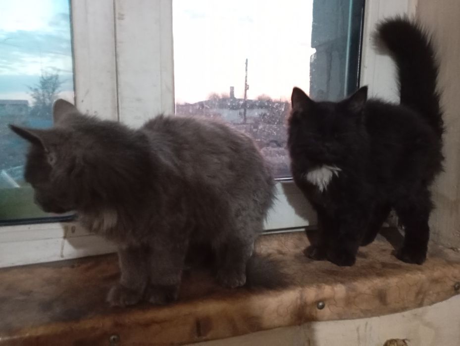 Котята обычные отдам бесплатно