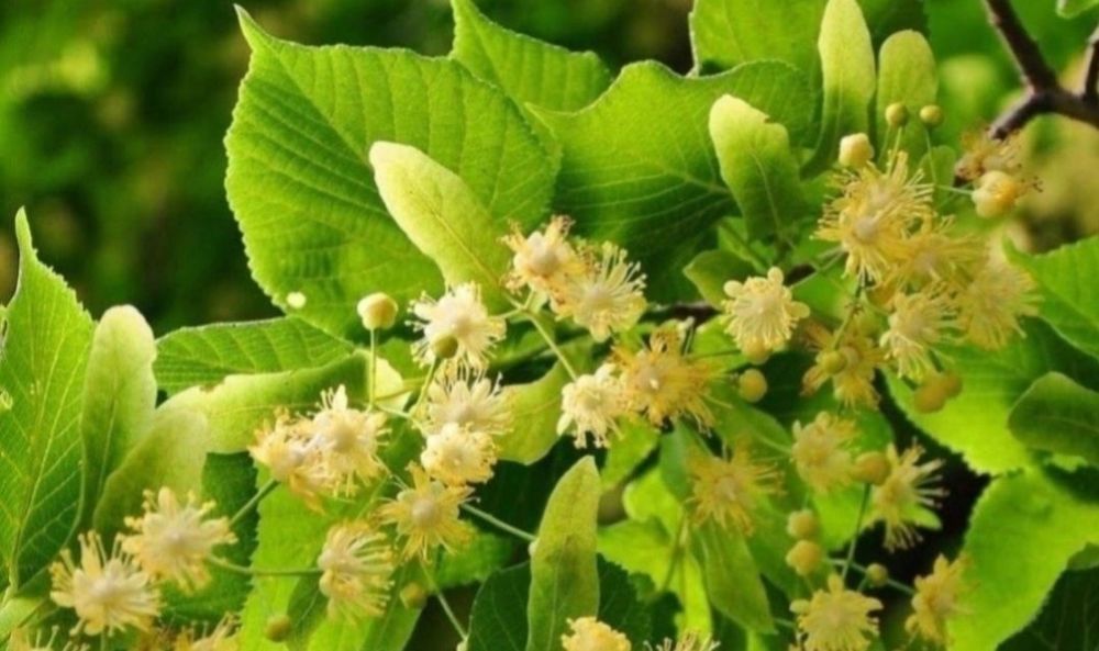 Puiet Tei Argintiu / Tei Argintiu mirositor, pentru ceai la pret mic