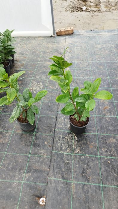 Лавровишна Новита