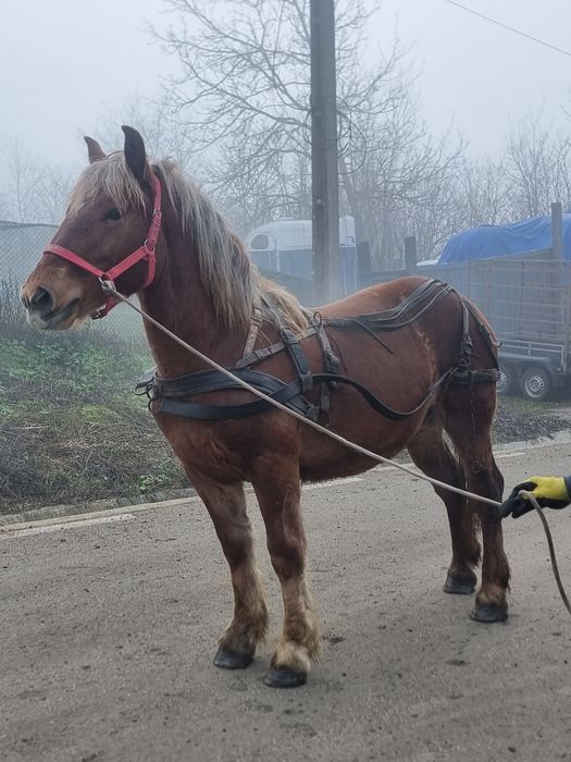 Manz greu  de vanzare