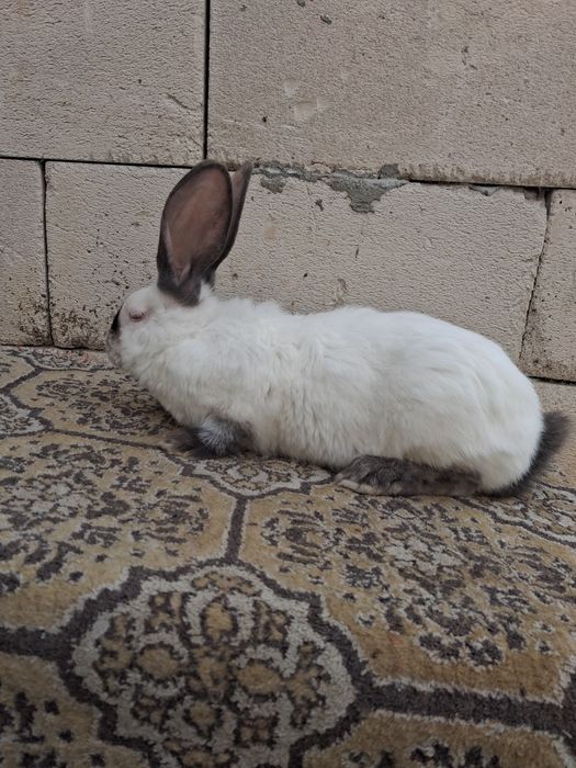 Vand iepuri  urias de Transilvania