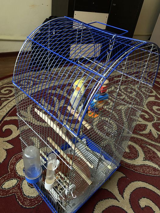 попугай,корелла клетка в подарок
