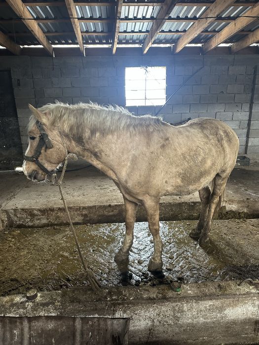 Продается лошадь и бычок